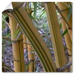 Bambusa vulgaris Vittata